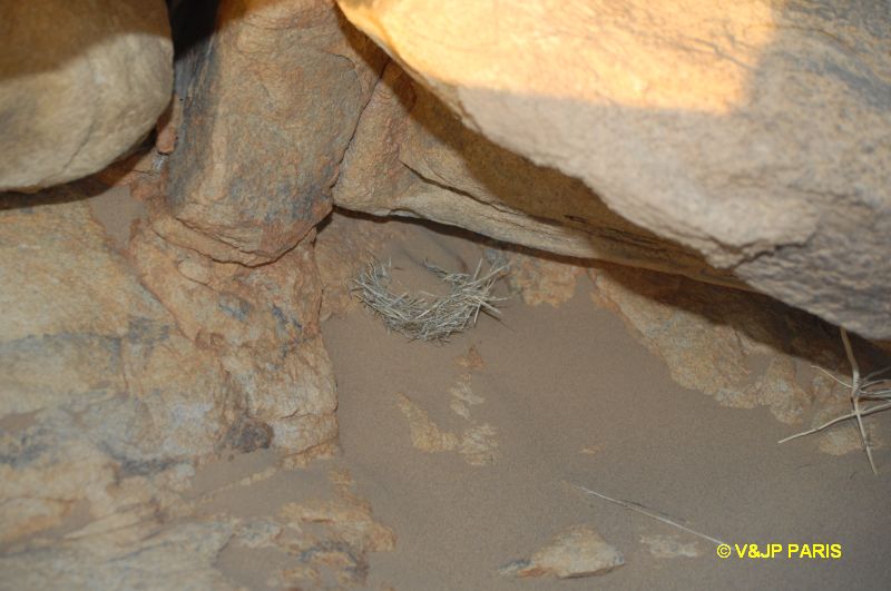 Oenanthe leucopyga