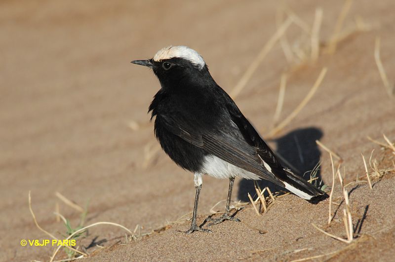 Oenanthe leucopyga