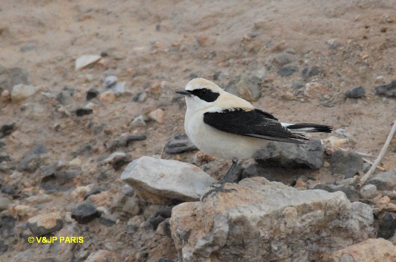 Oenanthe hispanica