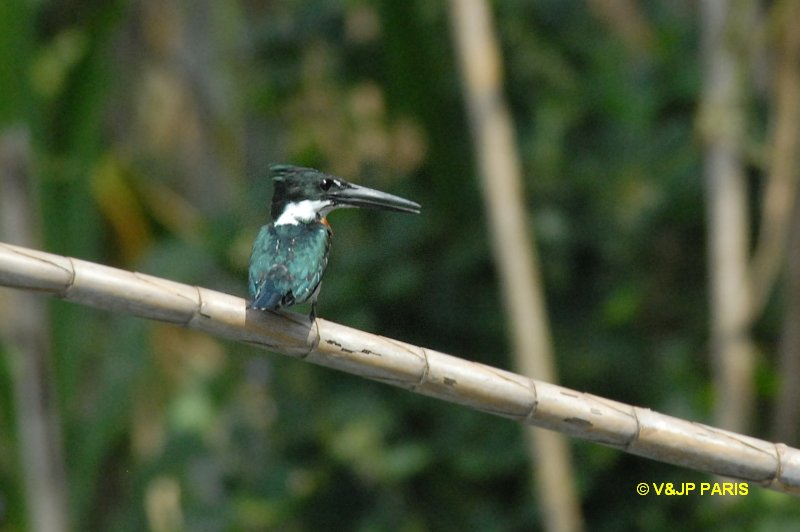 Chloroceryle amazona