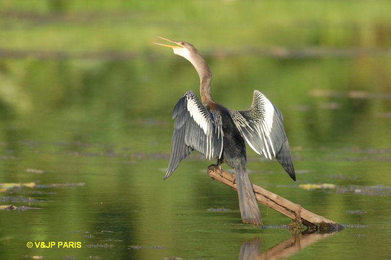 Anhinga anhinga