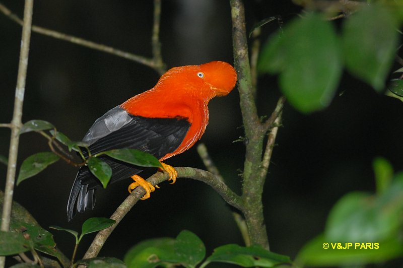 Rupicola peruvianus
