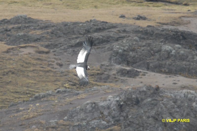 Vultur gryphus