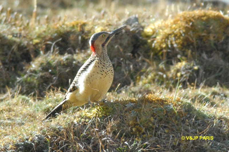Colaptes rupicola