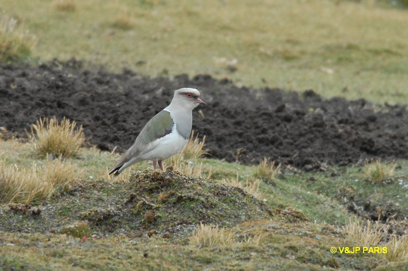 Vanellus resplendens