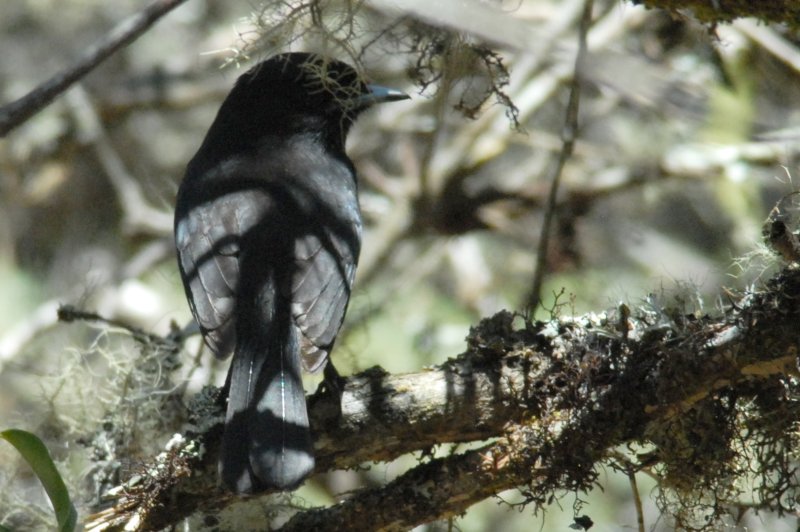 Knipolegus signatus