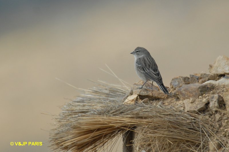 Phrygilus plebejus