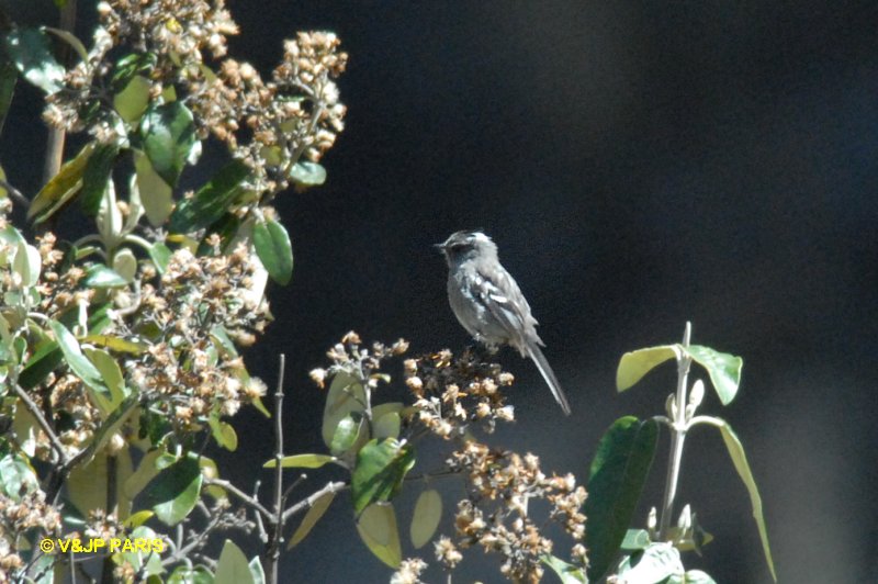 Anairetes alpinus