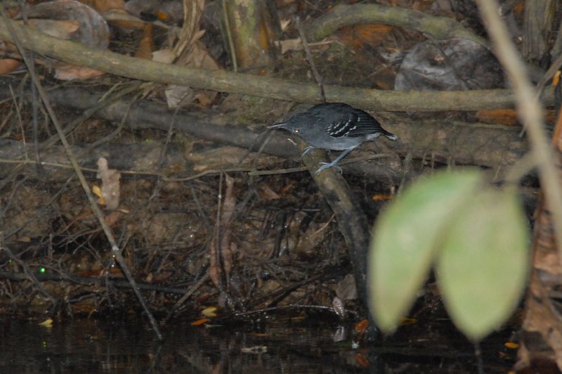 Hypocnemoides maculicauda