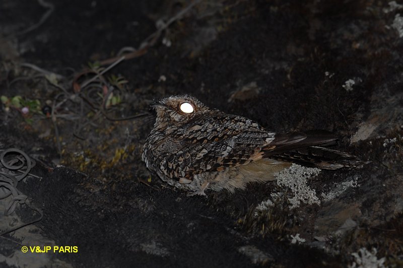 Caprimulgus longirostris
