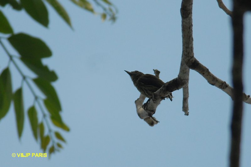 Picumnus aurifrons