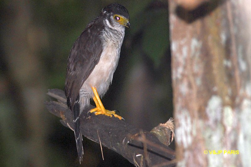 Micrastur ruficollis