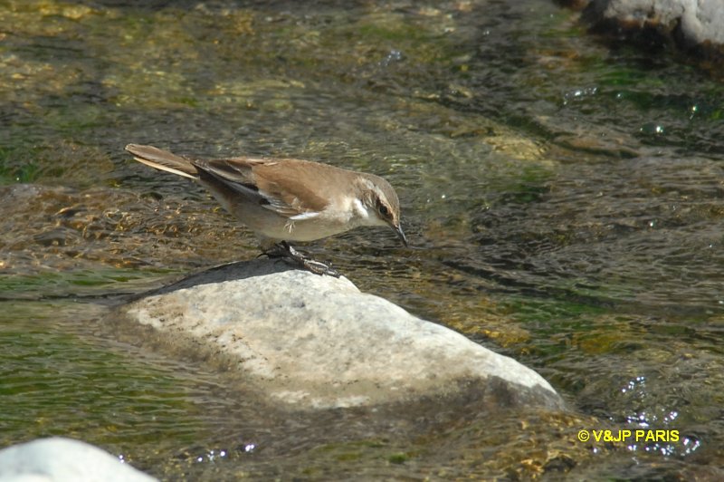 Cinclodes fuscus