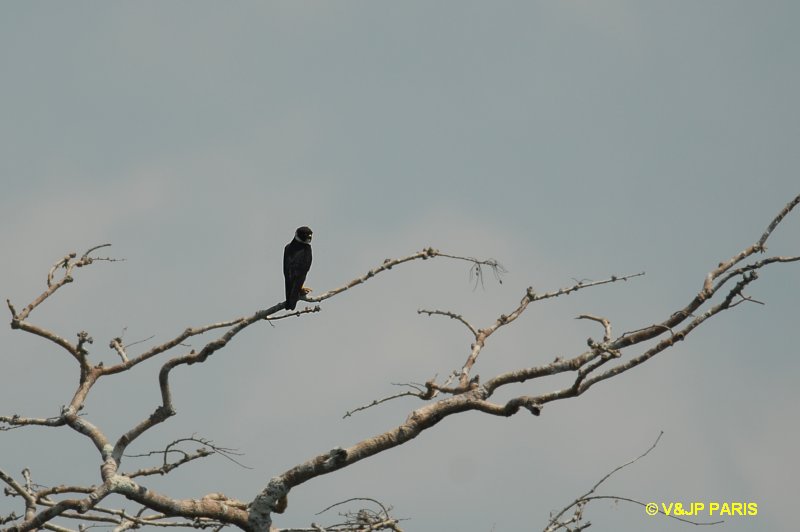 Falco rufigularis