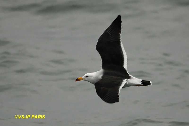 Larus belcheri