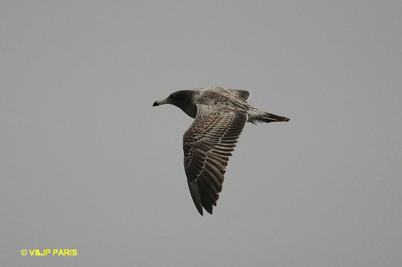Larus belcheri