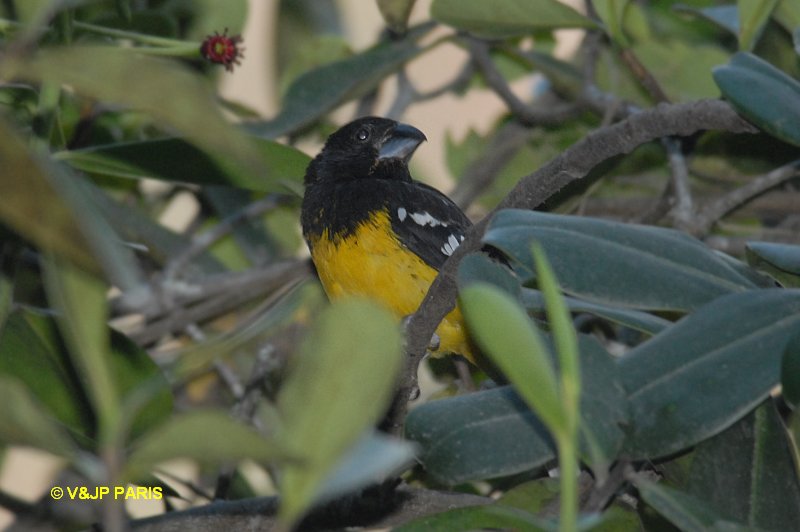 Pheucticus aureoventris