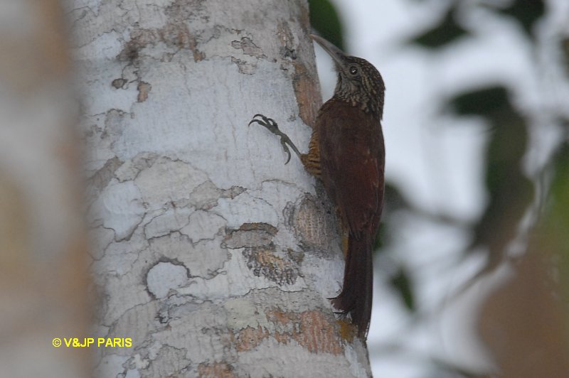 Dendrocolaptes picumnus
