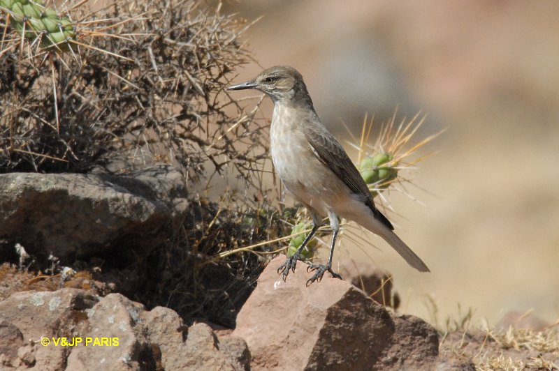 Agriornis montanus