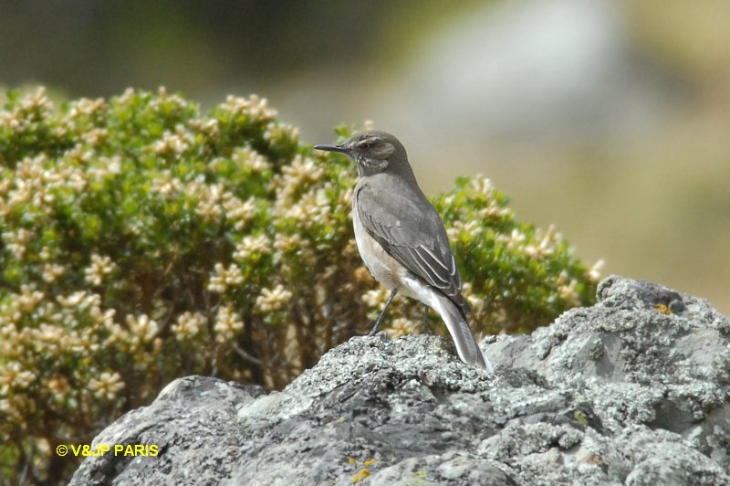 Agriornis montanus