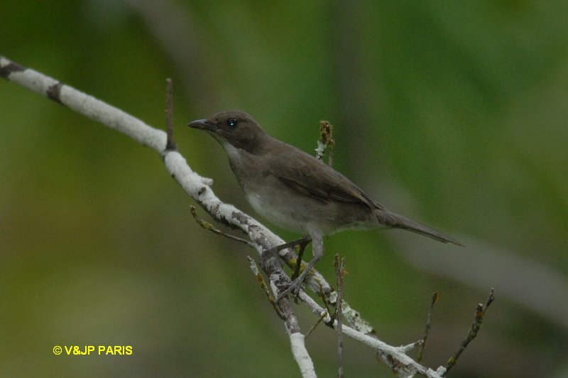Turdus ignobilis