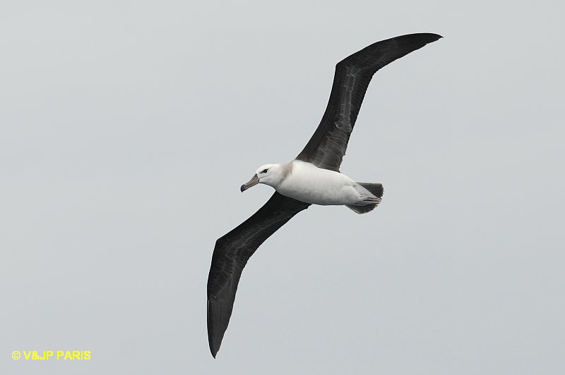 Thalassarche melanophris