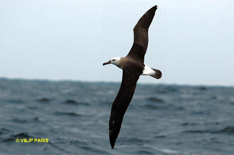 Thalassarche melanophris