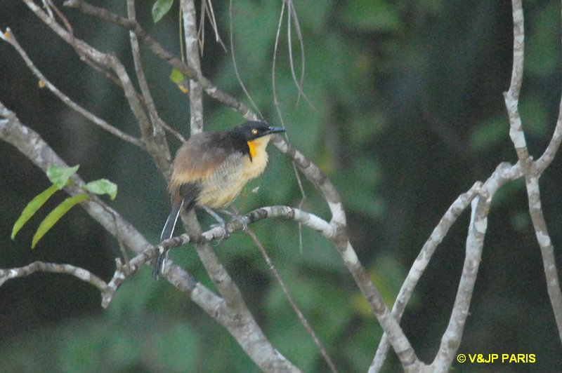 Donacobius atricapilla