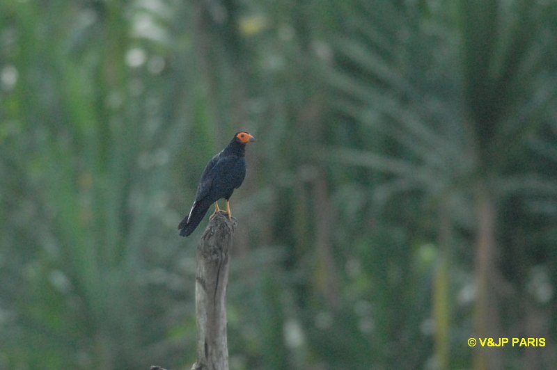 Daptrius ater