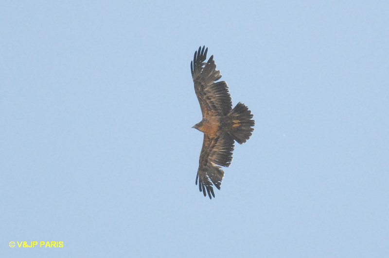 Geranoaetus melanoleucus
