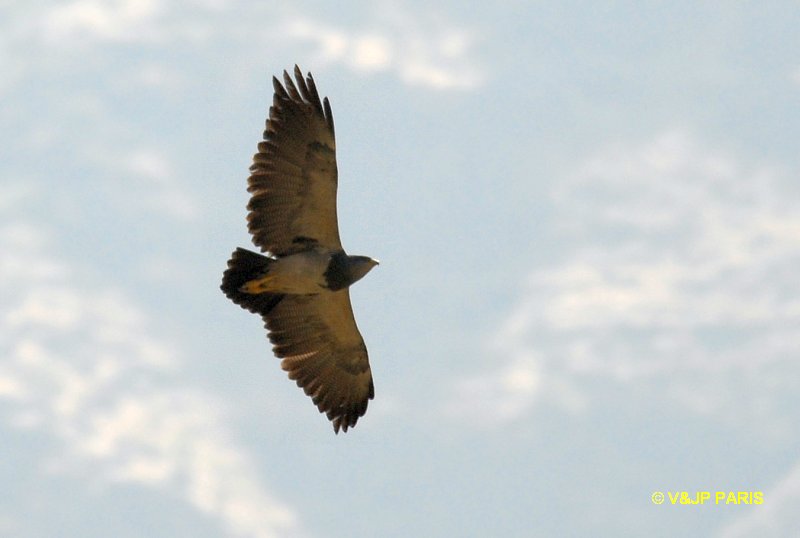 Geranoaetus melanoleucus