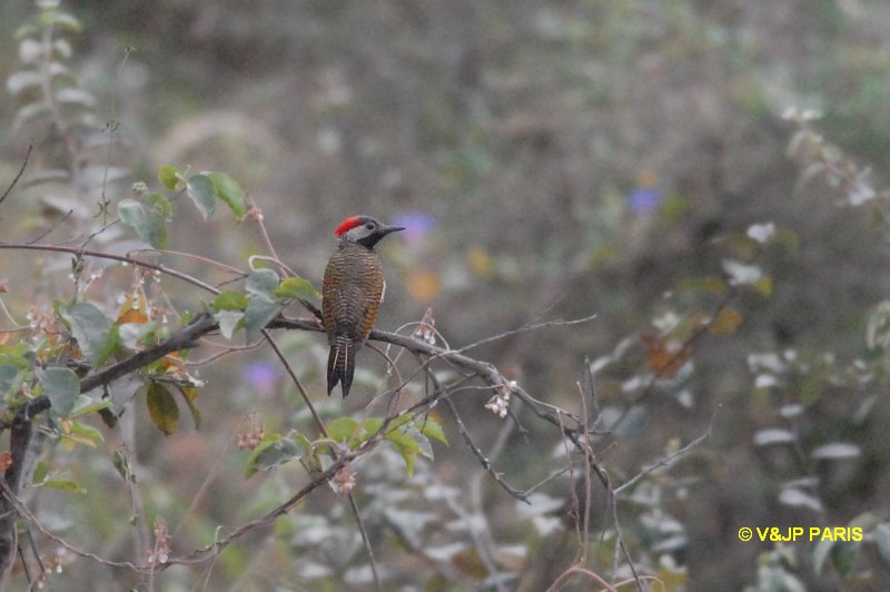 Colaptes atricollis