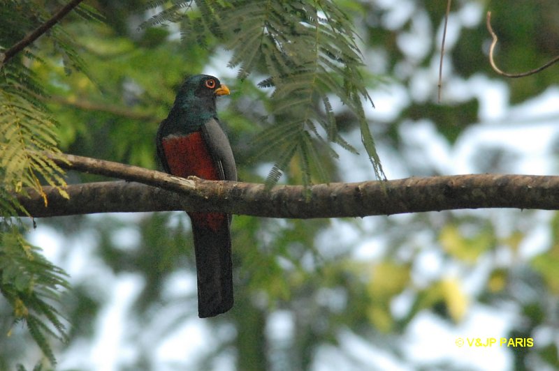Trogon melanurus