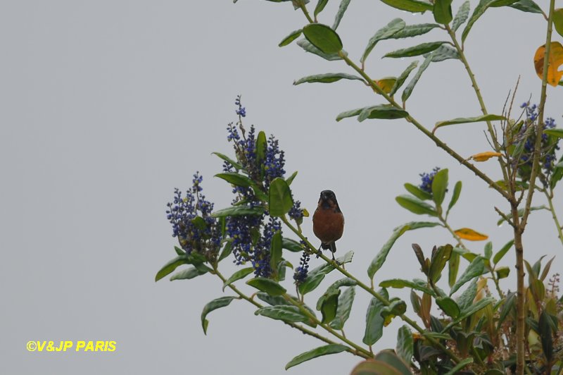 Diglossa brunneiventris