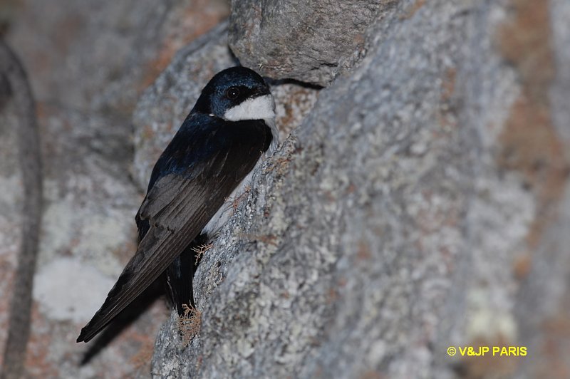Pygochelidon cyanoleuca