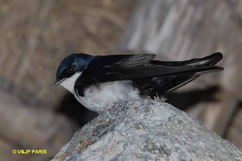 Pygochelidon cyanoleuca