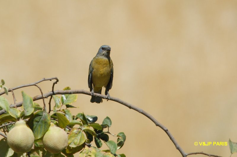 Thraupis bonariensis