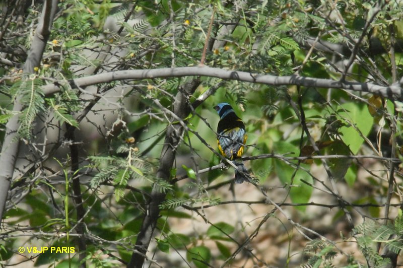 Thraupis bonariensis