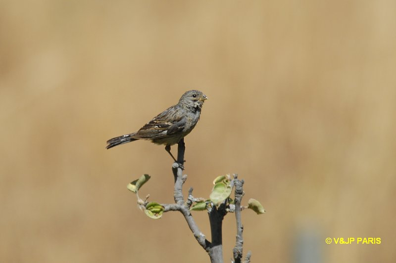 Volatinia jacarina