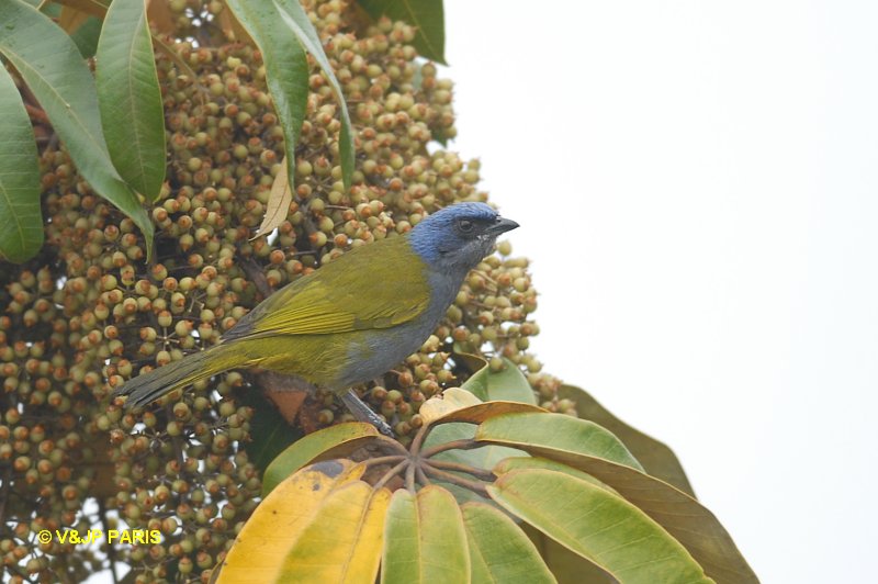 Thraupis cyanocephala