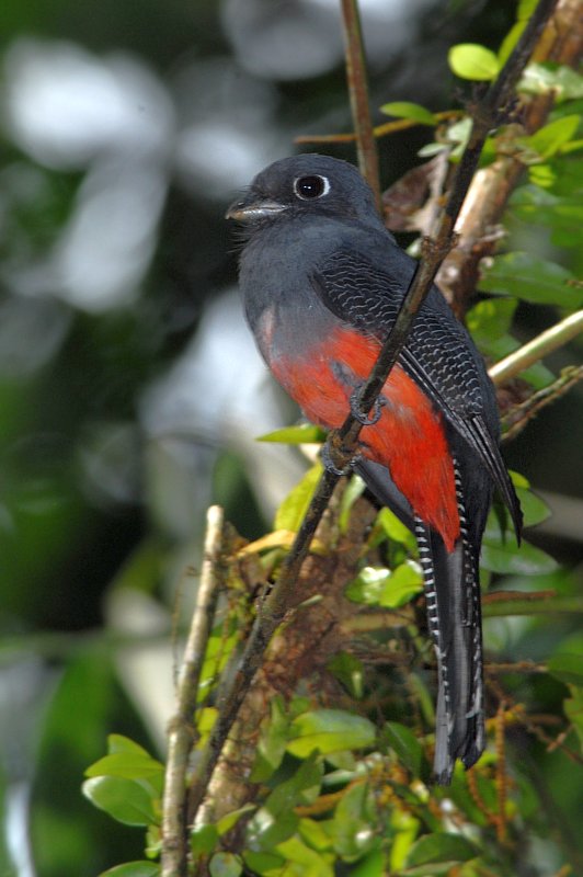 Trogon curucui