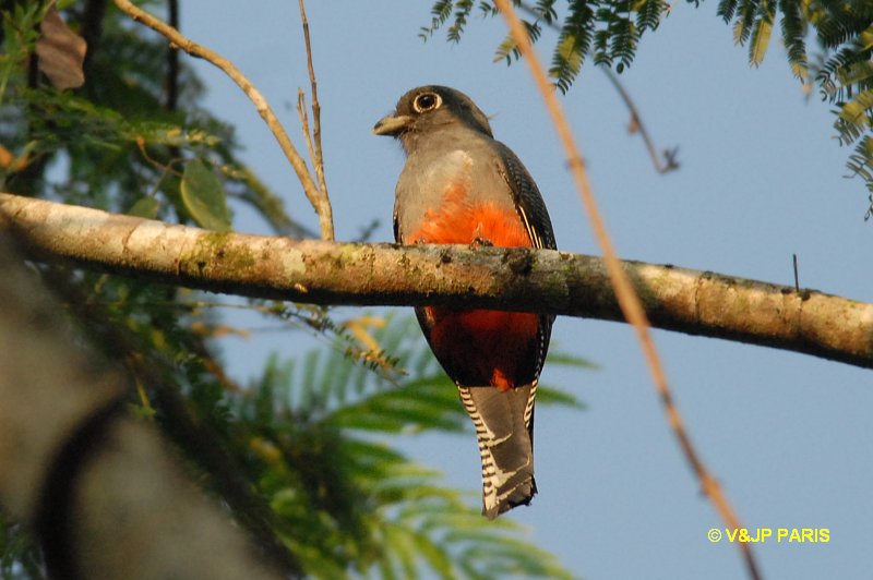 Trogon curucui