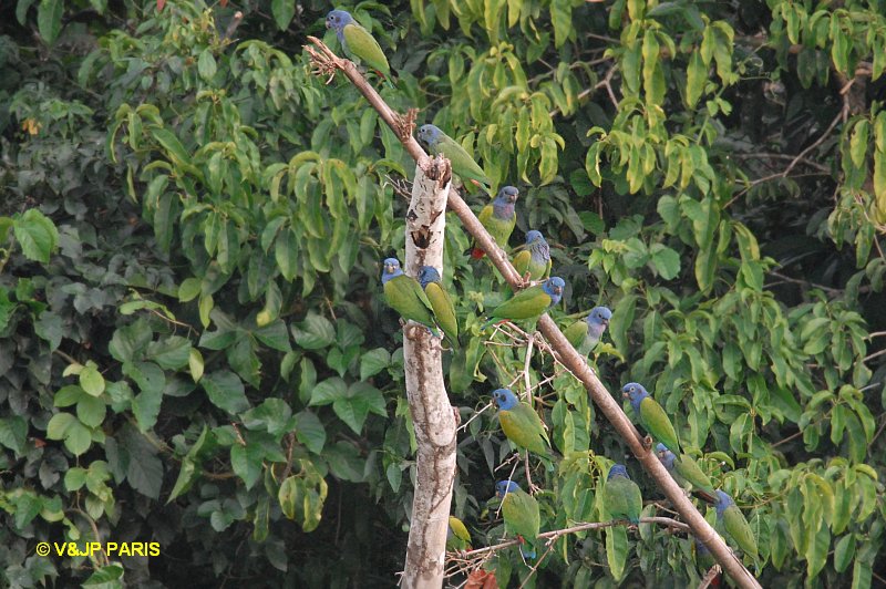 Pione à tête bleue