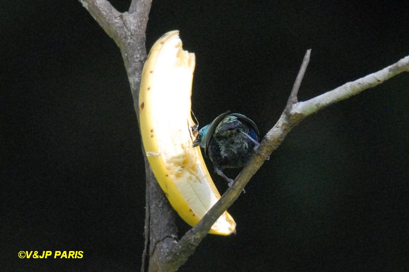 Tangara cyanicollis