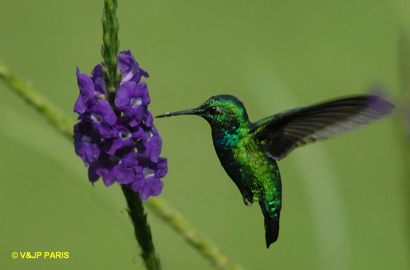 Chlorostilbon mellisugus