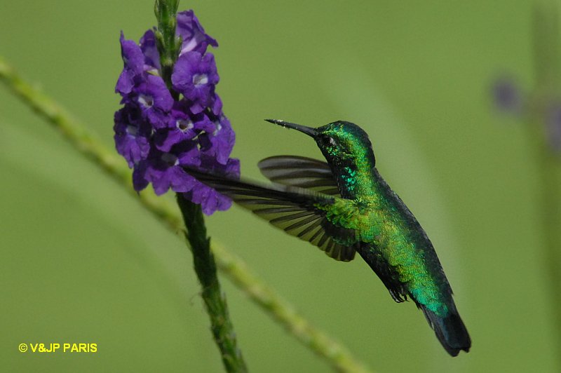 Chlorostilbon mellisugus