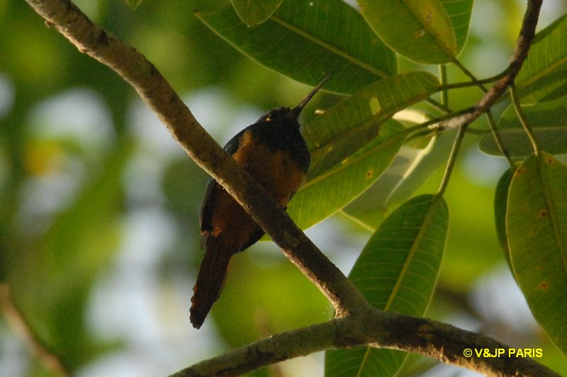 Galbula cyanescens