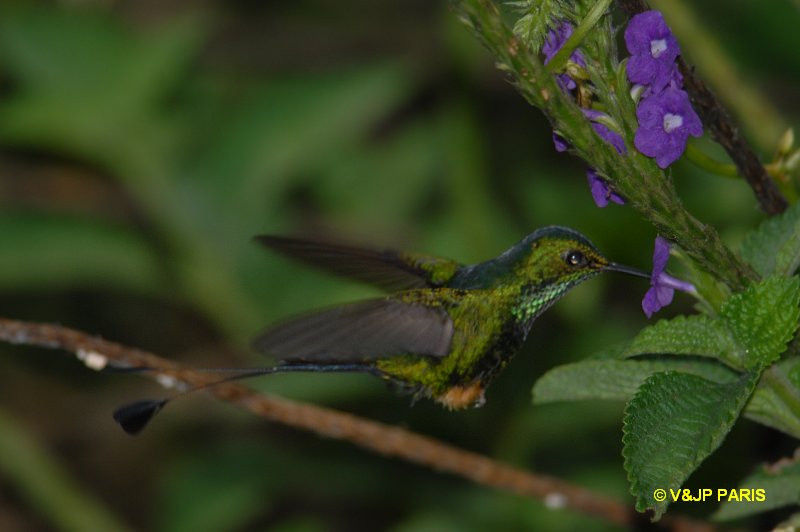 Ocreatus underwoodii