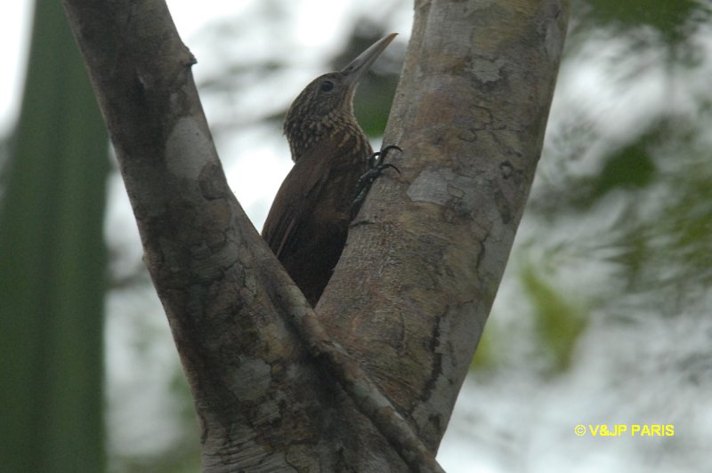 Xiphorhynchus guttatus