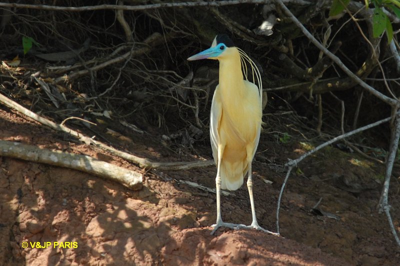 Pilherodius pileatus